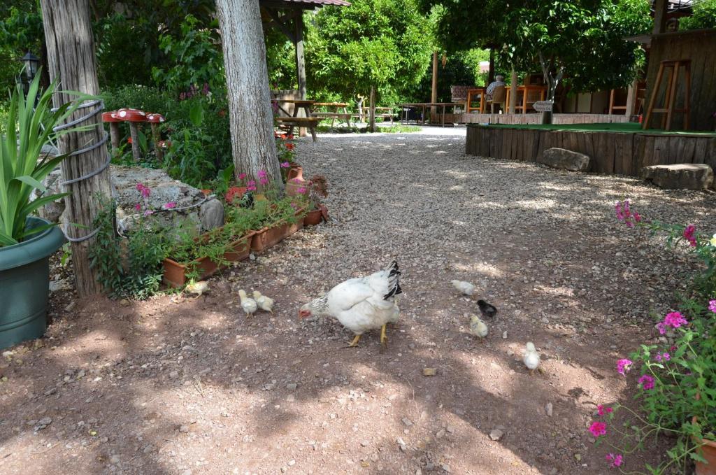 Olympos Yakamoz Pansiyon Экстерьер фото